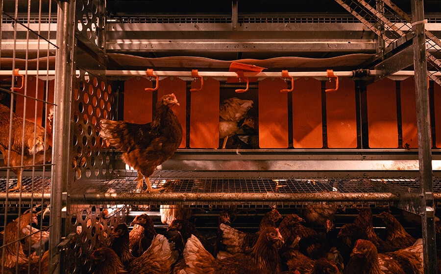 De-/Montage Hühner Bodenhaltung Nestmatten